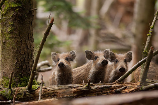 sanglier marcassin cochon sauvage petit groin for&ecirc;t chasse