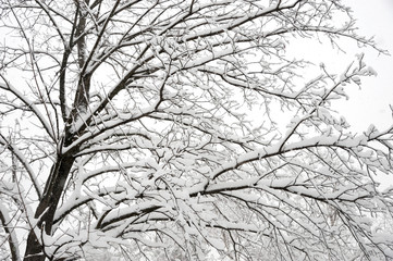 snow covered tree and branches 