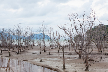 Fototapeta na wymiar Dead trees in beach at low tide