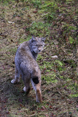 Luchs