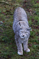 Luchs