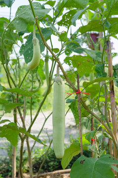 Green eggplant in organic farm