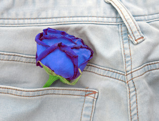 rose flower in pocket blue jeans