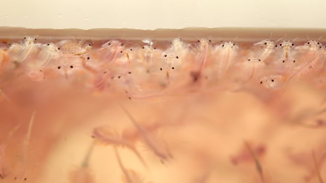 ​artemia plankton, brine shrimp