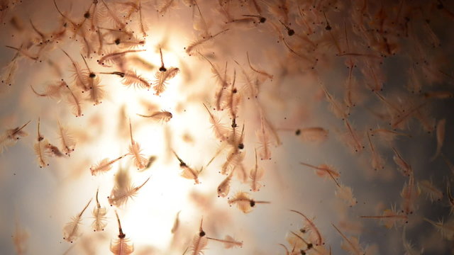 ​artemia plankton, brine shrimp
