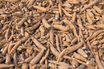 group of raw cassava in silo at rural of Thaland