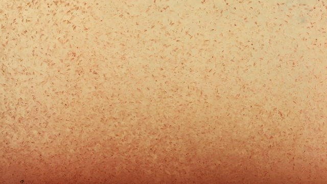 daphnia moina freshwater for small fish feeding