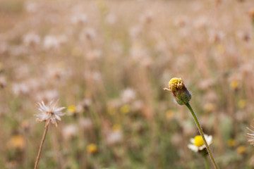 field of grass flower at rural of Thailand in winter season