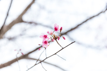 Thai sakura in mist at Phulomlo