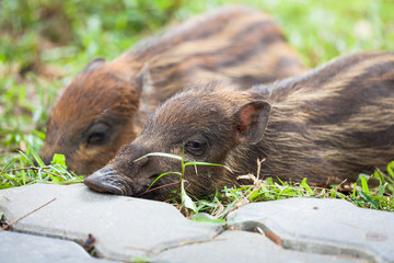 Baby wild boars sleeping on grass