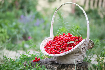 organic red currants in the basket