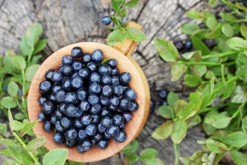 Forest blueberries in a wooden bowl
