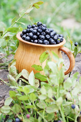 Forest blueberries in a bowl