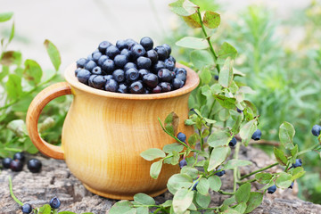 Forest blueberries on a large rock