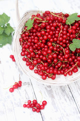 organic red currants on white