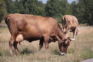 red cow with a full udder eating grass