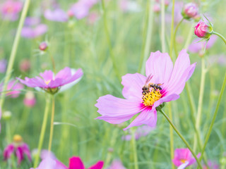 Fototapeta premium Pink Cosmos flower and honeybee, bee with blur background (Bright Soften Style)