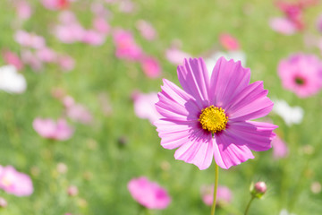 Fototapeta premium Pink Cosmos flower with blur background (Bright Soften Style)