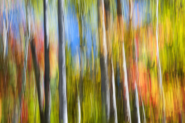 Fall colors abstract