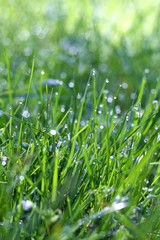 morning dew on the grass