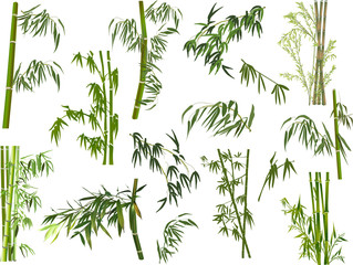 set of green bamboo branches on white