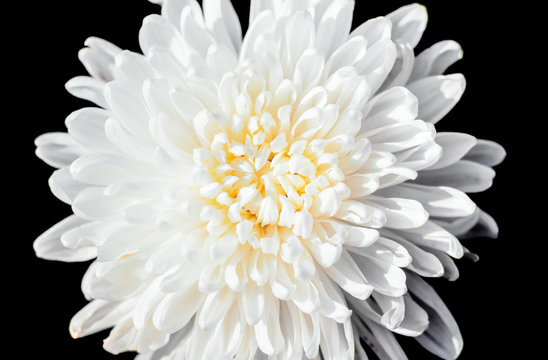 Fototapeta closeup a pollen of white chrysanthemum black isolated backgroun