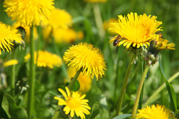 The wild bee pollinating yellow dandelion on a green meadow in spring in the village garden.