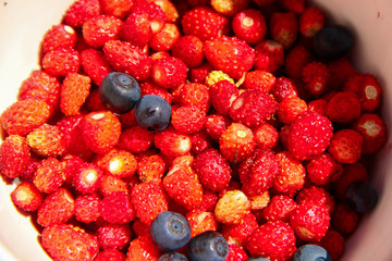 Wild berries: blueberries and strawberries close up in the forest in Sunny summer day