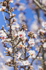 almonds tree flowers