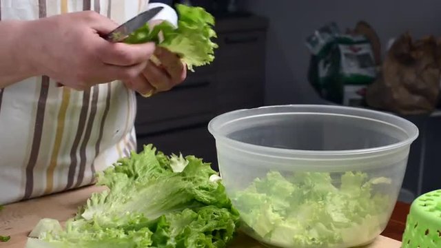 Salad