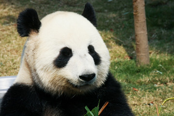Fototapeta na wymiar Panda eating bamboo