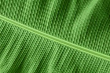 Banana leaf, fresh natural green background