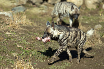 Obraz na płótnie Canvas Striped hyena (Hyaena hyaena)