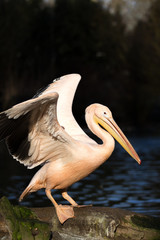rare Spot-billed pelican, Pelecanus philippensisin