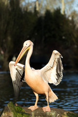 rare Spot-billed pelican, Pelecanus philippensisin