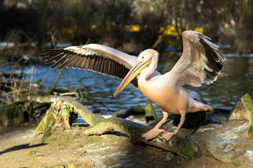 rare Spot-billed pelican, Pelecanus philippensisin