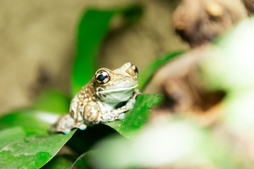 tree frog or Amazon milk frog
