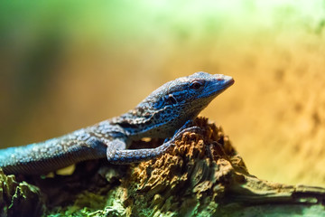small lizzard varanus timorensis