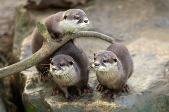 European Otter (Lutra Lutra)