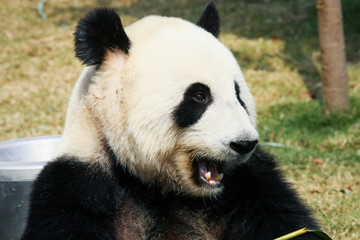 Obraz premium Panda eating bamboo