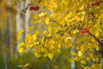 Autumn leaves of aspen