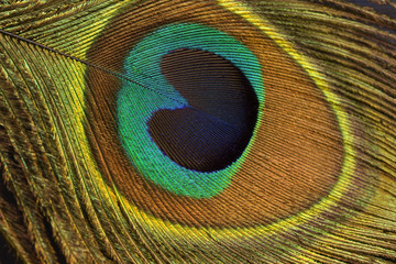 Fototapeta premium Peacock feather