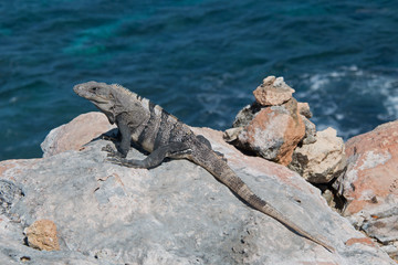 Lesser Antillean Iguana on Cliff of the Dawn on Isla Mujeres off the coast of Cancun Mexico
