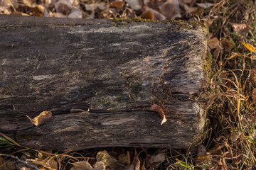 natural forest background