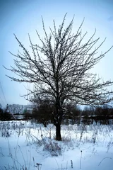 Foto auf Leinwand winter field rustic lonely tree © alexkich