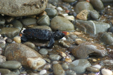 TARTARUGA