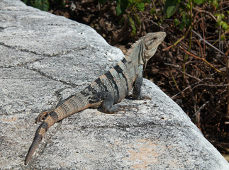 Lesser Antillean Iguana on Isla Mujeres Punta Sur Acantilado del Amanecer - Cliff of the Dawn