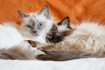 Two cute cats sleeping laying on bed close to each other