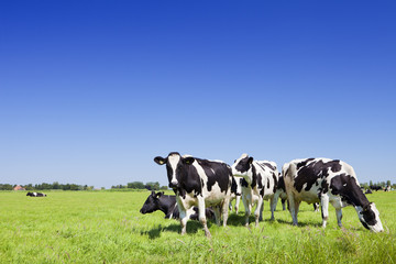 Vaches dans un champ herbeux frais par temps clair