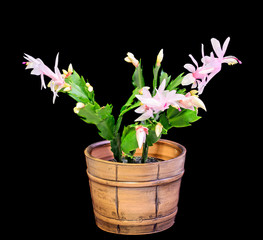 Naklejka na ściany i meble Pink, white Schlumbergera, Christmas cactus or Thanksgiving cactus flowers, in a brown flower pot, close up, dark black background.